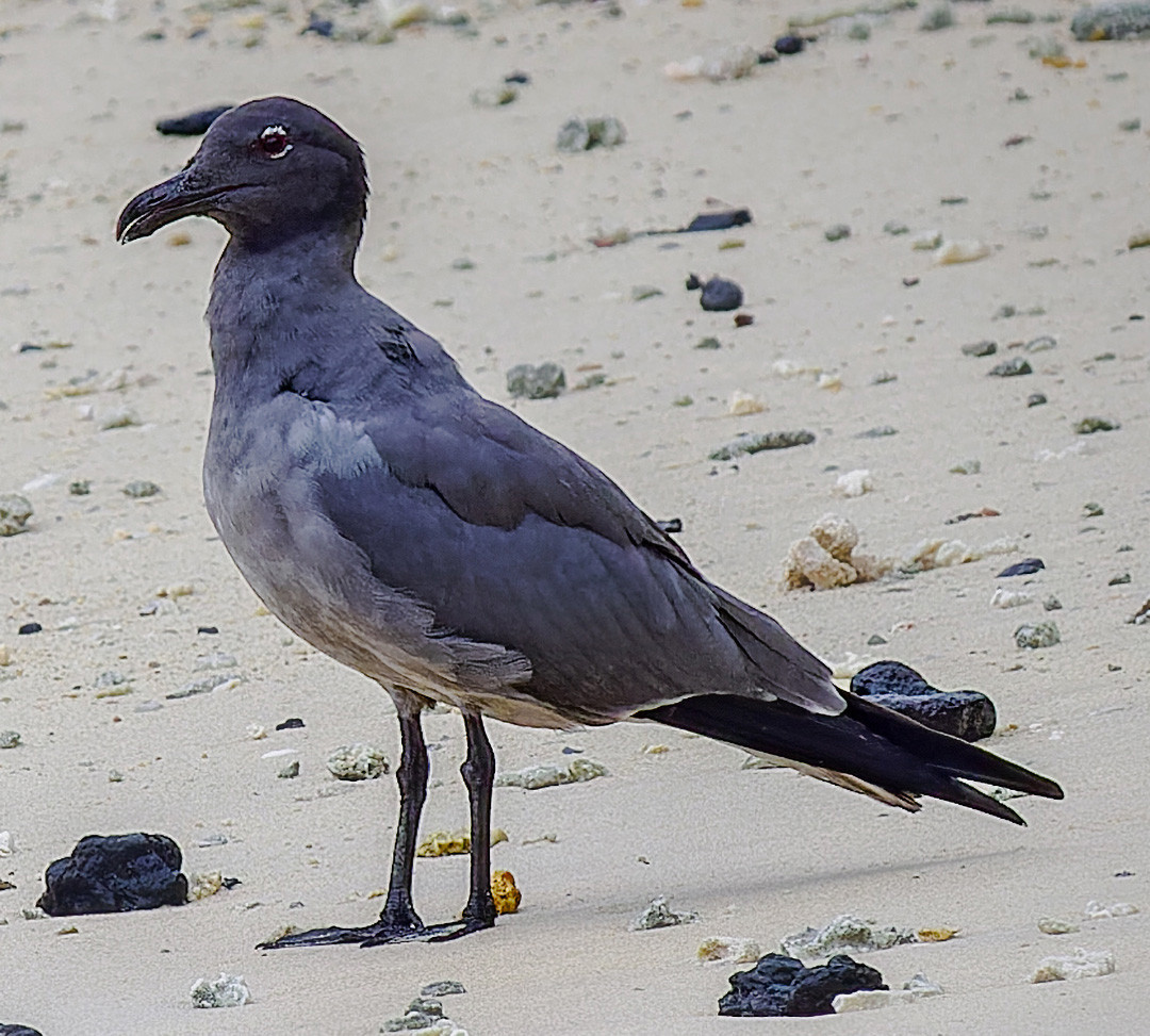 image Lava Gull